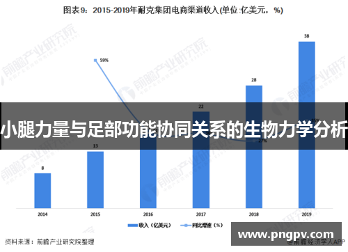 小腿力量与足部功能协同关系的生物力学分析